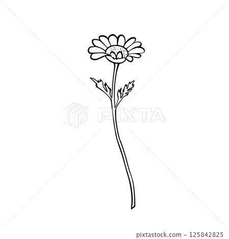 Chamomile flower vector line illustration Chamomile flower vector line illustration 125842825