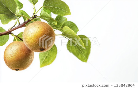 Ripe kiwis hanging on branch with green leaves isolated on white background with copy space 125842904