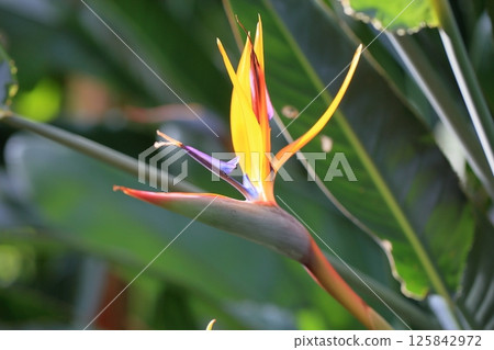 Florentine flowers 125842972