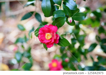 Flowers of Satake flowers 125842973