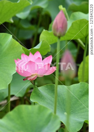 蓮花 125843220