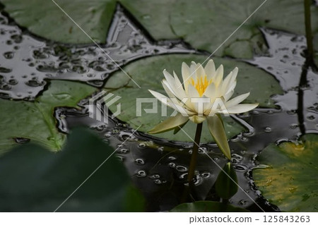 Water lily (water lily) Water lily (water lily) 125843263