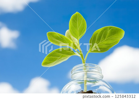 Green seedling growing in glass jar against blue sky and white clouds, abstract ecology awareness. 125843312