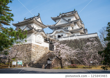 Cherry blossoms in bloom at Iga Ueno Castle (Ueno Park, Iga City, Mie Prefecture) 125843465