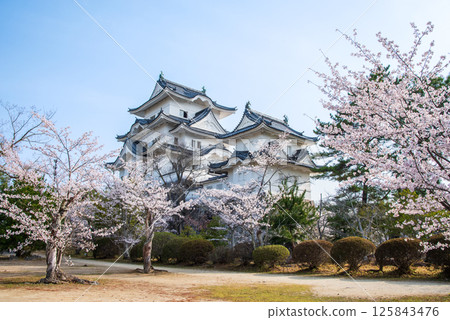 Cherry blossoms in bloom at Iga Ueno Castle (Ueno Park, Iga City, Mie Prefecture) Cherry blossoms in bloom at Iga Ueno Castle (Ueno Park, Iga City, Mie Prefecture) 125843476