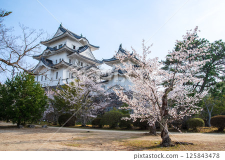 Cherry blossoms in bloom at Iga Ueno Castle (Ueno Park, Iga City, Mie Prefecture) 125843478