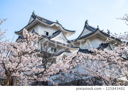 伊賀上野城櫻花盛開(三重縣伊賀市上野公園) 伊賀上野城櫻花盛開(三重縣伊賀市上野公園) 125843482