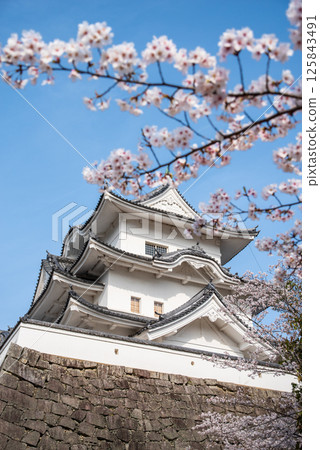 Cherry blossoms in bloom at Iga Ueno Castle (Ueno Park, Iga City, Mie Prefecture) Cherry blossoms in bloom at Iga Ueno Castle (Ueno Park, Iga City, Mie Prefecture) 125843491
