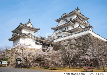 Cherry blossoms in bloom at Iga Ueno Castle (Ueno Park, Iga City, Mie Prefecture) 125843492