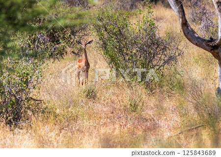 Gerenuk gazelle in Samburu national reserve 125843689