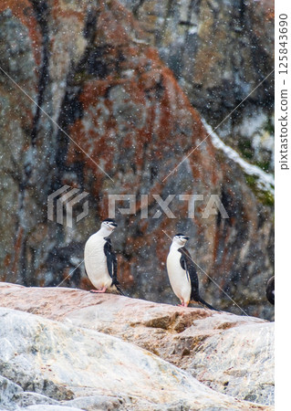 Shinstrap Penguins in the snow Shinstrap Penguins in the snow 125843690