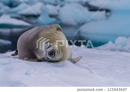 Crabeater Seal resting on a sheet of ice 125843697
