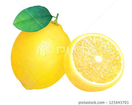 Fresh lemon and leaves hand-drawn illustration_Watercolor_Whole and sliced lemon_Citrus fruits 125843701