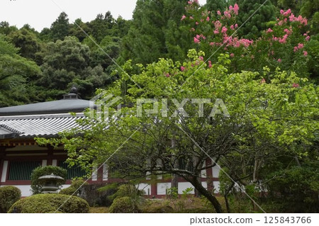 Crape myrtle 125843766