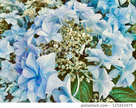 淡藍色的繡球花 淡藍色的繡球花 125843875