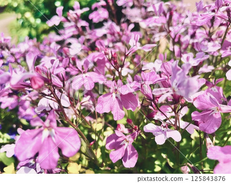 Photograph of pink flowers (Lobelia) 125843876