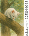 White kitten looking down from a tree branch 125844048