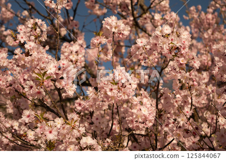 長野縣櫻花盛開的春天景色 125844067