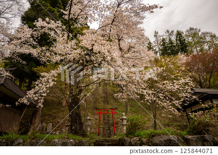 Cherry blossoms in full bloom, spring scenery, Nagano Prefecture 125844071