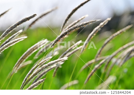 White ears of Imperata japonica swaying in the wind on the side of the rice paddy during rice planting 125844204