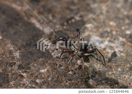 Living creature: Spider, Blue-banded jumping spider, male. Blue and red lines on the side of the head and thorax, and a blue-gray band on the abdomen. 125844646