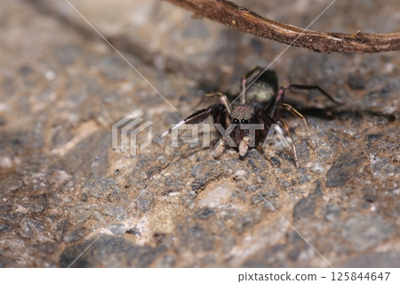 Living creatures: Spiders: Blue-banded jumping spiders, with their first legs raised in a "banzai" or "come here" pose Living creatures: Spiders: Blue-banded jumping spiders, with their first legs raised in a "banzai" or "come here" pose 125844647