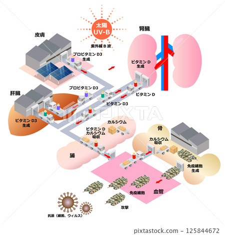 How immune cells are made How immune cells are made 125844672