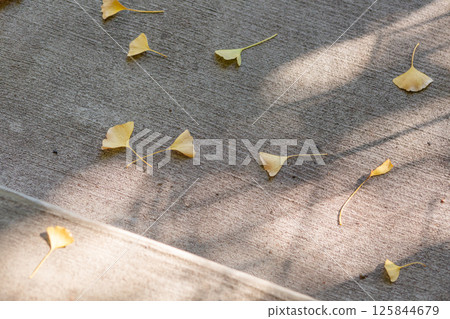 [Japan] Fallen autumn ginkgo leaves on the ground in the grounds of Oji Shrine in Kita Ward, Tokyo 125844679