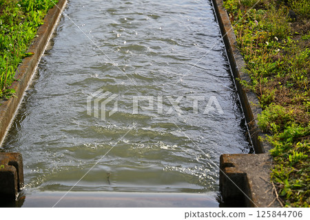 埼玉市稻田裡的水渠，為早稻種植蓄水 125844706