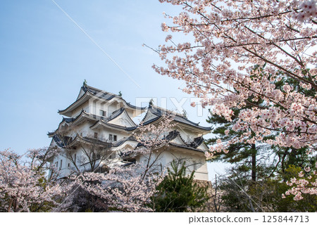 Cherry blossoms blooming at Iga Ueno Castle (Ueno Park, Iga City, Mie Prefecture) Cherry blossoms blooming at Iga Ueno Castle (Ueno Park, Iga City, Mie Prefecture) 125844713