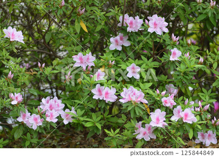 粉紅色的花朵 125844849