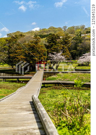 嚴島濕地公園:春天蔚藍天空下的嚴島神社(神奈川縣中井町) 嚴島濕地公園:春天蔚藍天空下的嚴島神社(神奈川縣中井町) 125845119