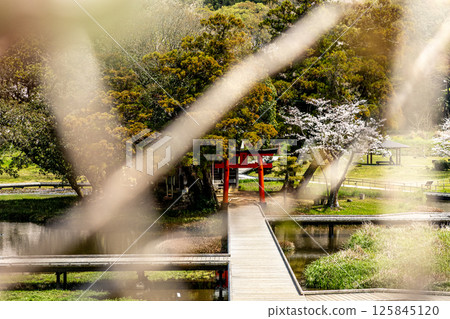 Itsukushima Wetlands Park: Spring scenery of Itsukushima Shrine (Nakai-cho, Kanagawa Prefecture) 125845120