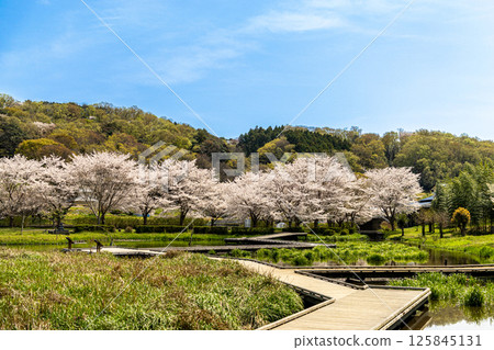 Itsukushima Wetlands Park: Cherry blossoms blooming in the park (Nakai Town, Kanagawa Prefecture) Itsukushima Wetlands Park: Cherry blossoms blooming in the park (Nakai Town, Kanagawa Prefecture) 125845131