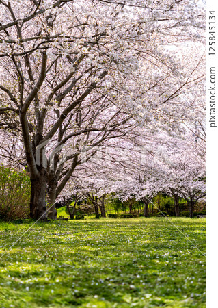 A park after the cherry blossom petals have fallen A park after the cherry blossom petals have fallen 125845134