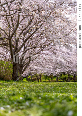 Scenery of a park with cherry blossoms Scenery of a park with cherry blossoms 125845135