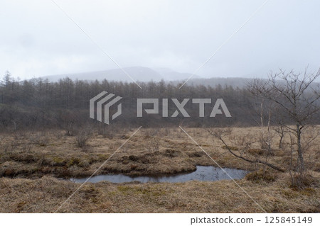 沼原沼澤地的春天 沼原沼澤地的春天 125845149