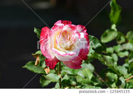 Rose "Tsuru Double Delight" Rose "Tsuru Double Delight" 125845155