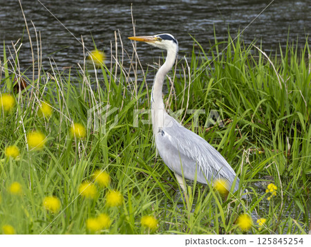 A grey heron searching for food near the water A grey heron searching for food near the water 125845254