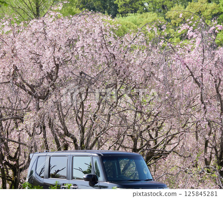 Scenery of cherry blossoms in full bloom and parked cars in a spring park 125845281