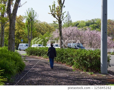 A middle-aged woman walking in a park with cherry blossoms in full bloom in spring and cars in the parking lot 125845282