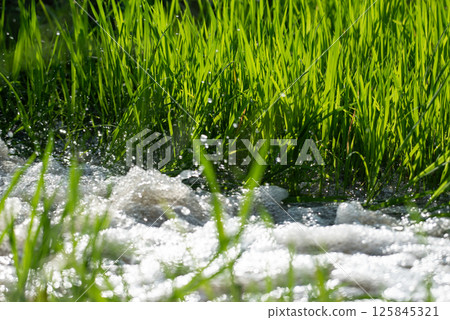 Watering nature of rice field on rice paddy 125845321