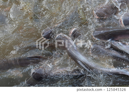 Crowd of freshwater fish scramble food in river Crowd of freshwater fish scramble food in river 125845326
