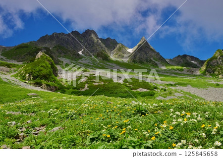 夏日唐澤花田 125845658