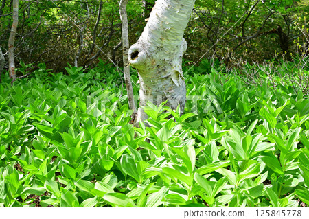 Tashiro Marshland: A cluster of lilies growing on the forest floor, a view from early summer, Gunma Prefecture 125845778