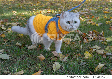 Cute cat in yellow sweater enjoying autumn walk on leafy grass Cute cat in yellow sweater enjoying autumn walk on leafy grass 125845789