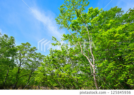鬱鬱蔥蔥的山毛櫸森林風景、高原上的田代濕原、奧利根水源森林、水上町 125845936