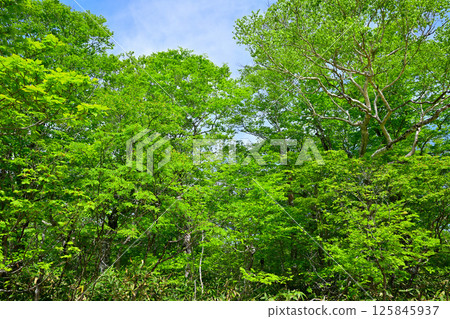 Lush green beech forest scenery, Tashiro Marshland on the plateau, Okutone Water Source Forest, Minakami Town Lush green beech forest scenery, Tashiro Marshland on the plateau, Okutone Water Source Forest, Minakami Town 125845937