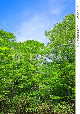 Lush green beech forest scenery, Tashiro Marshland on the plateau, Okutone Water Source Forest, Minakami Town Lush green beech forest scenery, Tashiro Marshland on the plateau, Okutone Water Source Forest, Minakami Town 125845938