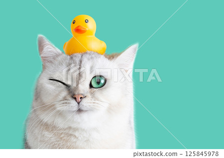 A cat with a rubber duck on its head, looking at the camera, wink with a smile A cat with a rubber duck on its head, looking at the camera, wink with a smile 125845978